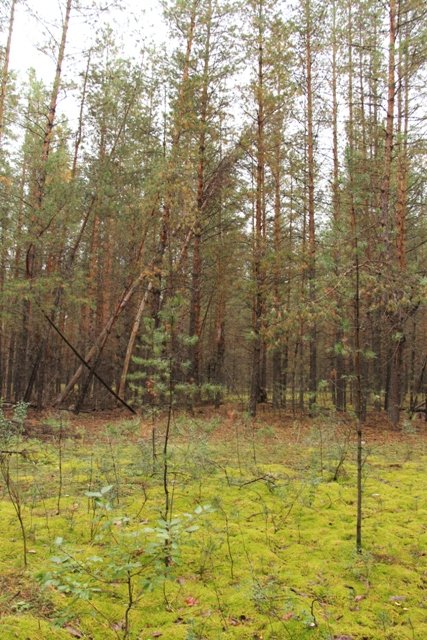 По грибы. Бузулукский бор