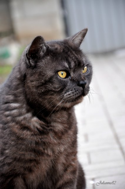 "Первый майский день..." Оливия от Helen KISH