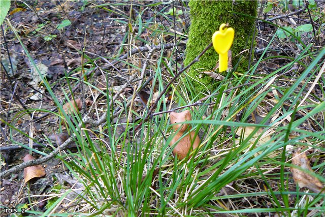 Осенняя сказка. Часть 3(заключительная). PukiFee Ante Ариэтти, PukiFee Bonnie Ариэль | Бэйбики Осенняя сказка. Часть 3(заключительная). PukiFee Ante Ариэтти, PukiFee Bonnie Ариэль (фото 4)