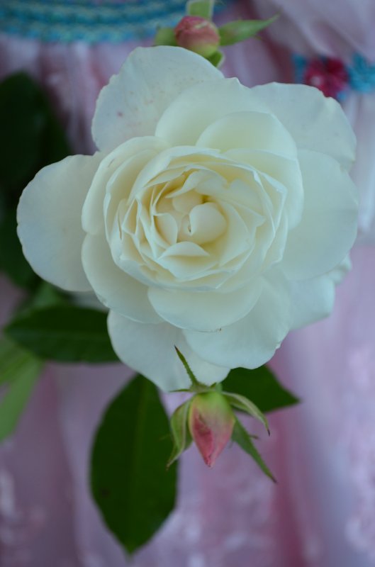 Лунные девочки или необычное творение Ширли (Shirley) - глазурованная кукла Мариэль (Mariele)