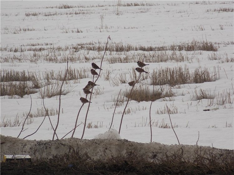 Гелькина прогулка (кукла Готц)