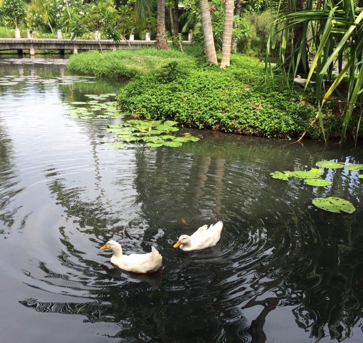 Груня-путешественница. Как маленькая девочка осваивала Таиланд. Вторая часть (фото 5)