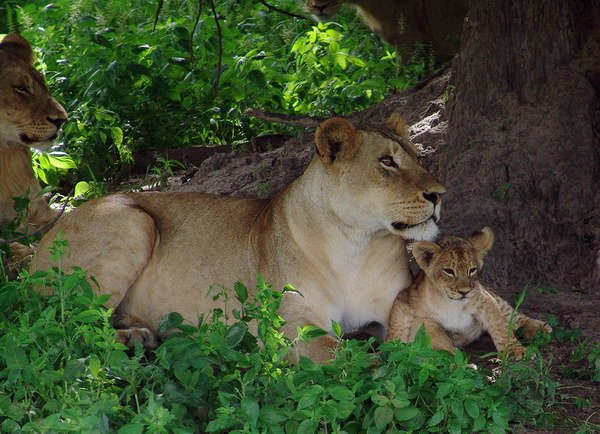 Ниа - африканская принцесса и ее подруги Ивочки сестрички и скромница Марджели
