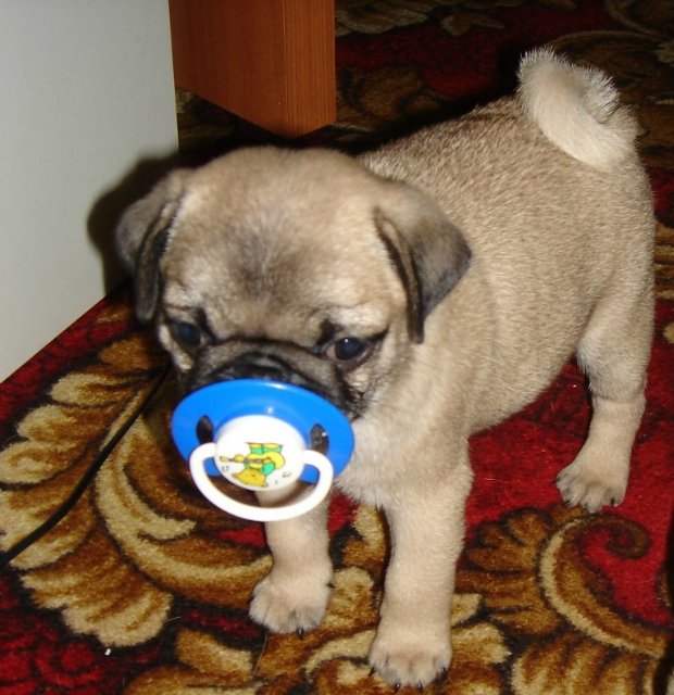 День дурака или день смеха! Вы готовы шутить и смеяться