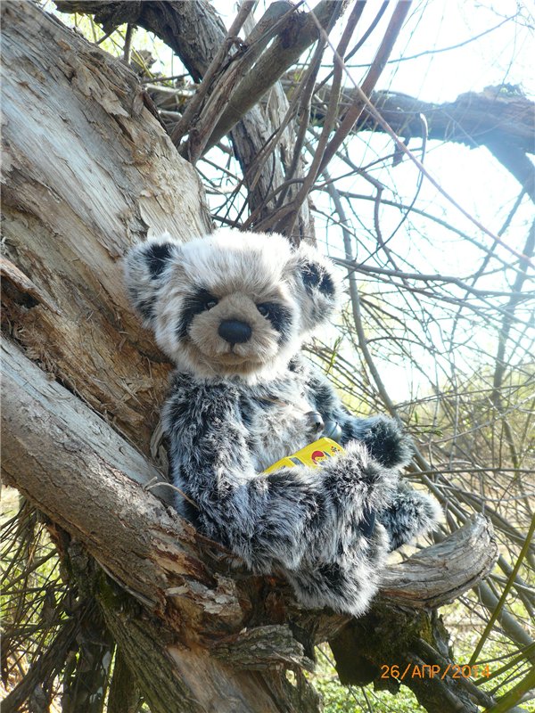 Про Мишку. Коллекционный Мишка Панда от Charlie Bears (фото 4)