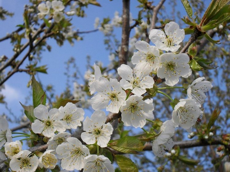 У нас тоже весеннее настроение! Кукла Дианны Эффнер (фото 8)
