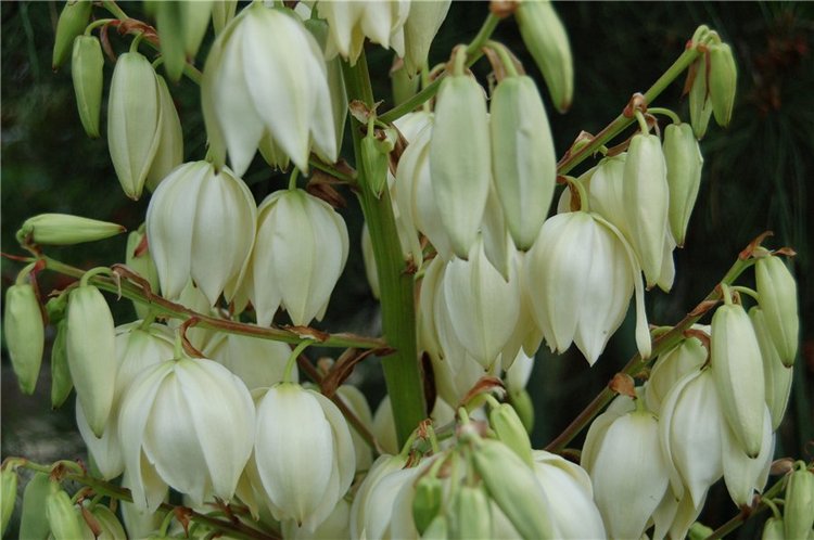 Прогулка по саду Doll zone