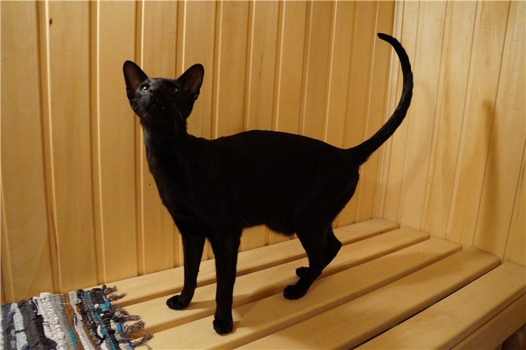 Вечер накануне Ивана Купала (фото 10)