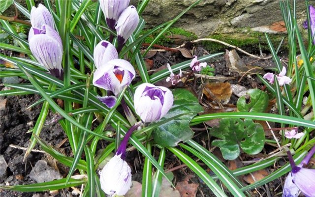 Прогулка по Кентербери — Туризм и путешествия: фотоотчеты из поездок (фото 6)