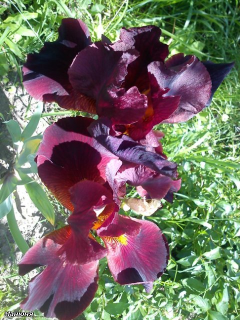 Манюнькино лето-1 PukiFee Ante (фото 7)