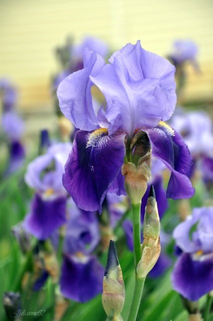 Olivia от Helen KISH