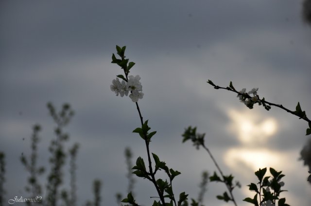 "Первый майский день..." Оливия от Helen KISH