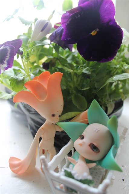 Новые Цветочки, у меня в Садочке! Anson Fairies, Dollzone (фото 4)