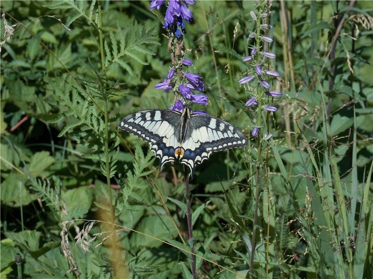 Геля в Мурадымовском ущелье (фото 6)