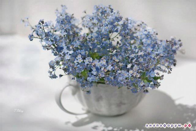 Женщины похожи на людей и живут рядом с ними или Слаще жизни и горше смерти. Предпраздничная болталка