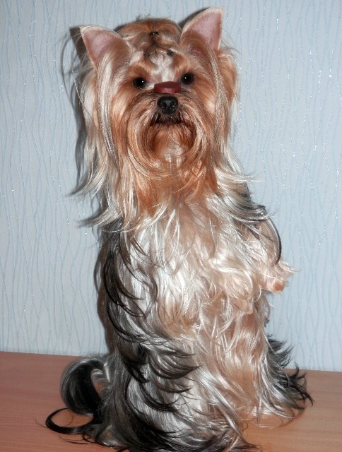 Гаечка, Болтик и немного Ноэль (фото 9)