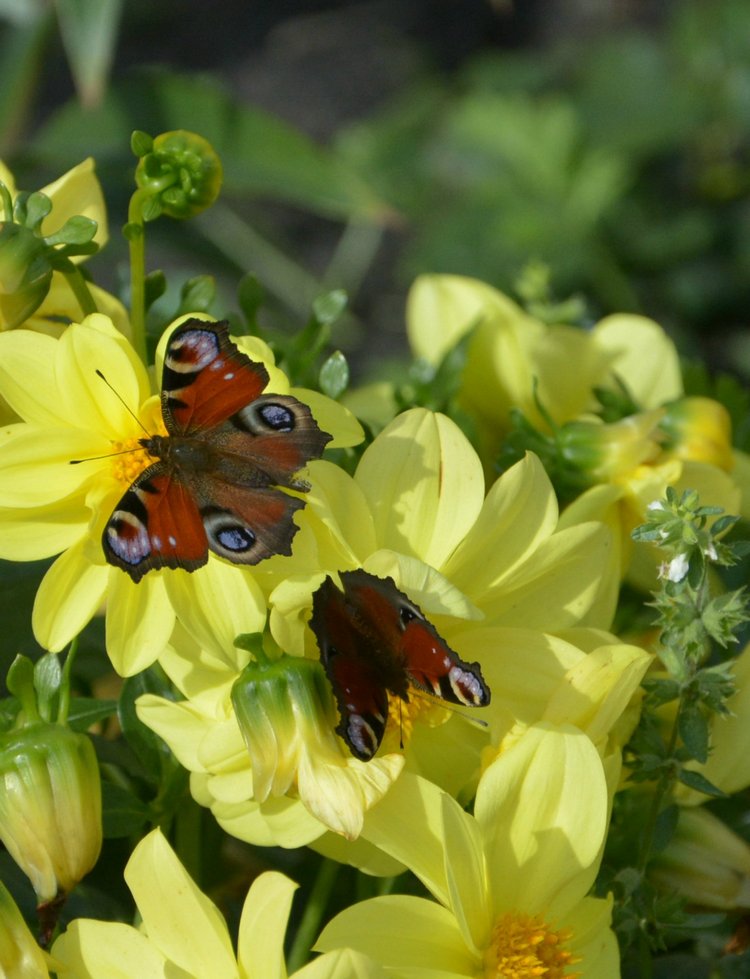 Охота на бабочек — Болталка и разговоры обо всем: жизнь (фото 2)