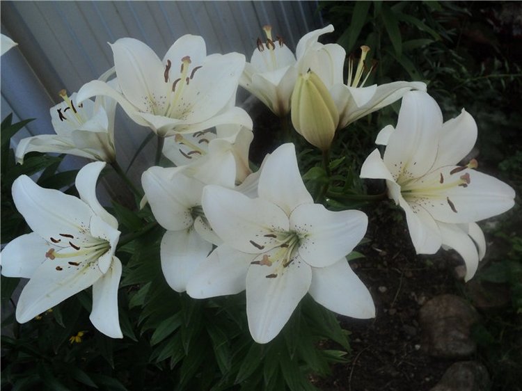 Ждем лета и верим в чудо! Куклы Готц и наряды