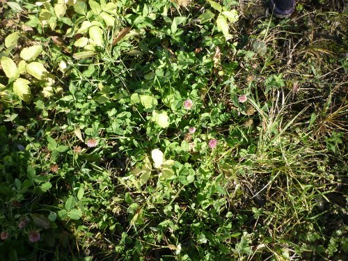 Золотая осень. Старый Оскол, Белгородская область