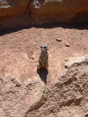 Испанские рассказы. Часть 2. Для чего козе баян? (Биопарк в Валенсии) (фото 5)