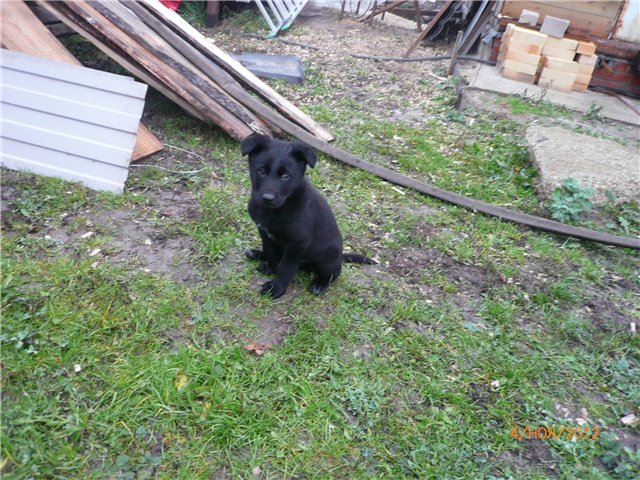 Кукла Адора - мое Солнышко (фото 8)