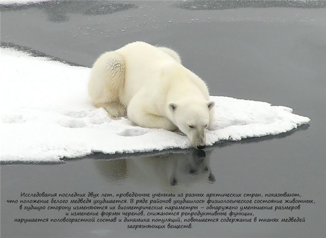 Если ты любишь животных, оставь их дикими... Мия и Кука встали на защиту животных