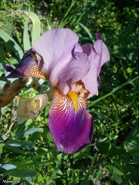 Манюнькино лето-1 PukiFee Ante (фото 8)