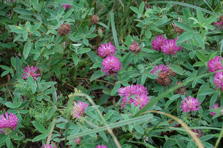 Воспоминание о лете. Джоанна от Susi Eimer (фото 2)