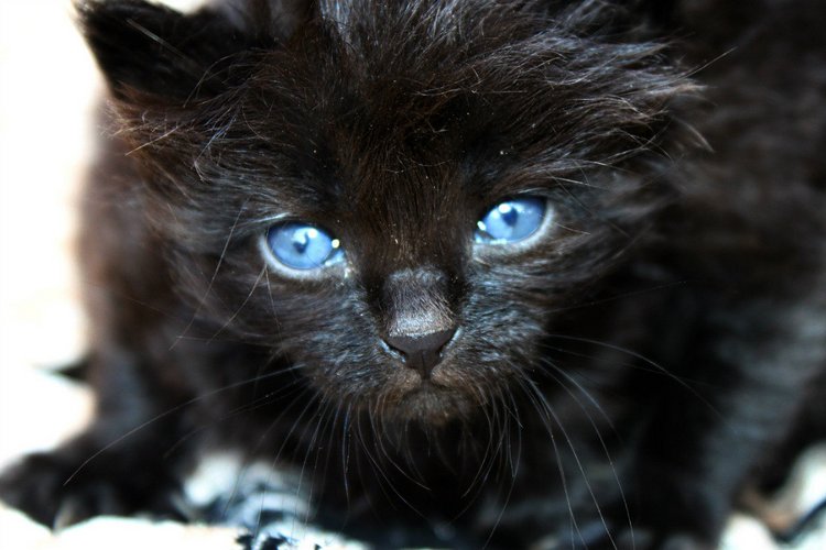 Зайка Зефирка и наши четверняшки. Игрушки вязанныые крючком (фото 9)