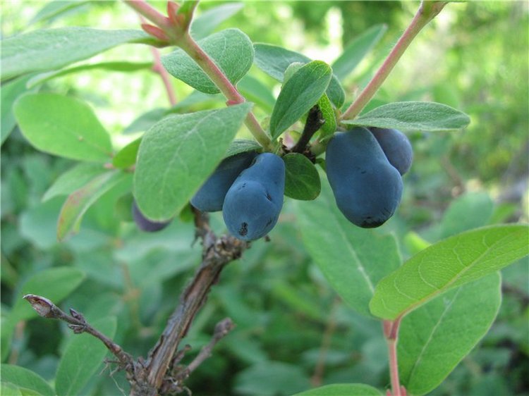 Любите ли вы жимолость как любят ее мои пупсики