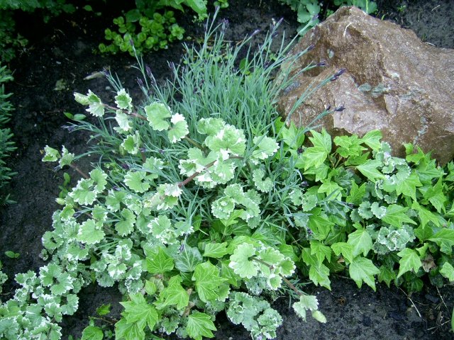 Прогулка между каплями дождя :) Коллекционная кукла Пиппина от Сюзан Липпл (фото 5)