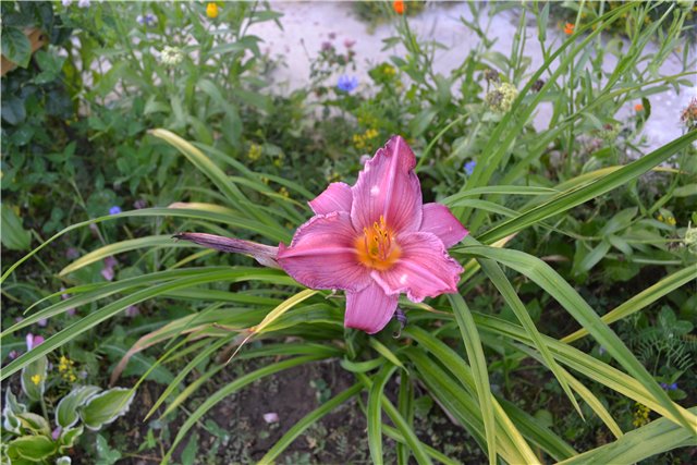 Элин от Iplehouse