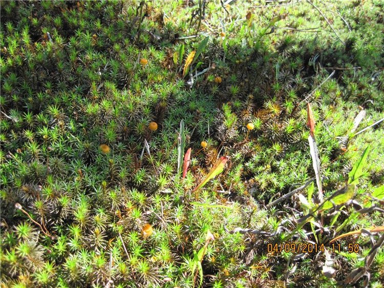 Алёнка, моя куколка Paola Reina