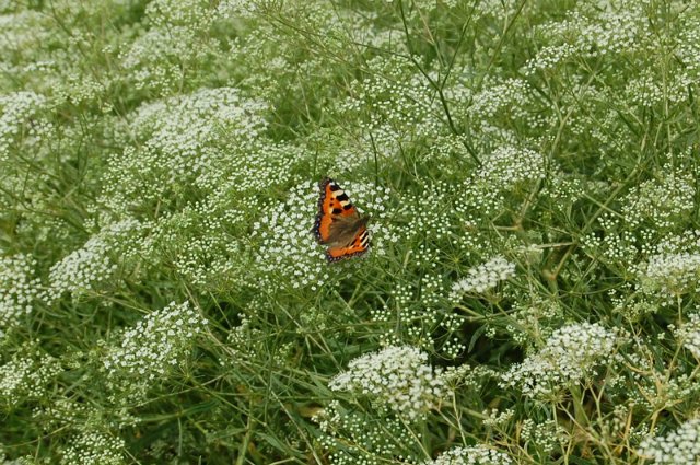 Помошница, хозяюшка Олюшка (Bettina Feigenspan-Hirsch / Zapf ) (фото 5)