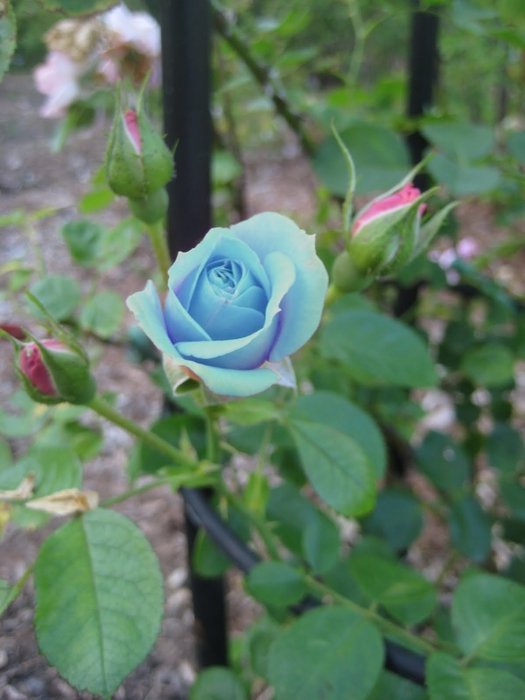 Синие розы — Одежда и обувь для кукол своими руками: фото (фото 4)