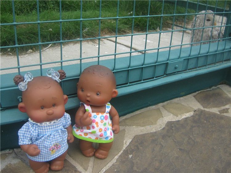 Пупсы Nines Artesanal D'Onil в Ижевском зоопарке