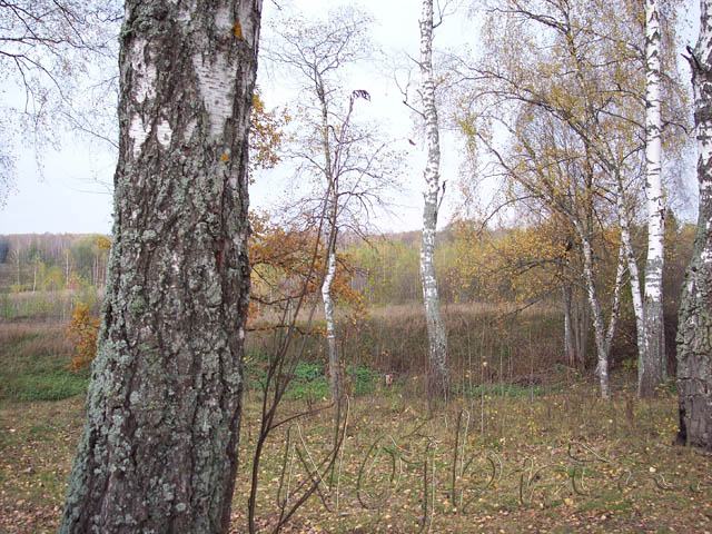 Осенняя поездка. Куклы Gotz и Berenguer (фото 6)