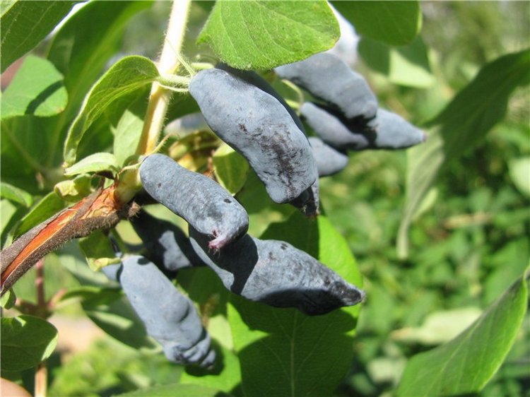 Любите ли вы жимолость как любят ее мои пупсики (фото 2)