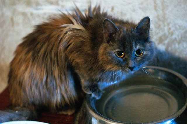 Мне вслед глядит душа кошачья... 4 октября - день памяти святого Франциска и Международный день животных