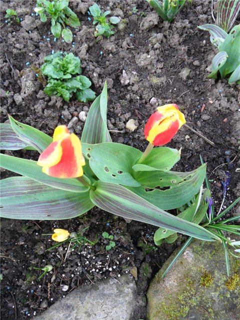 Люблю тебя, английская деревня