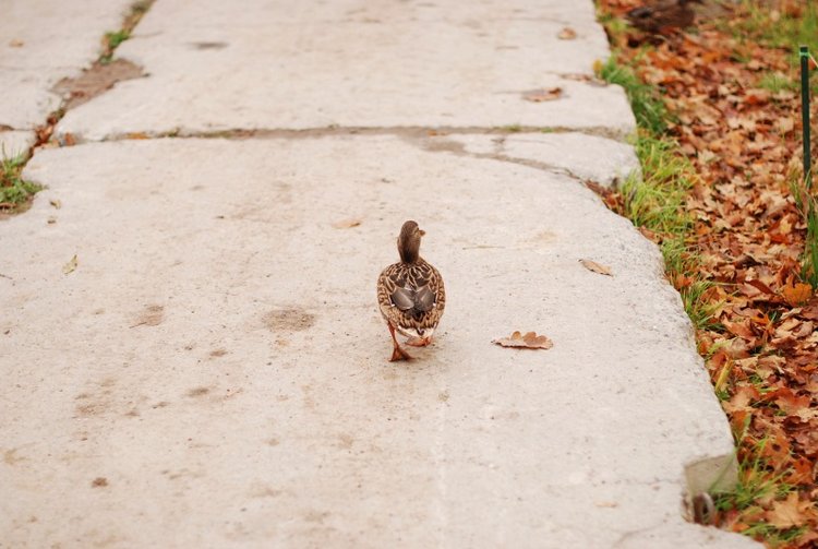 Сегодня я турист. Ораниенбаум (фото 6)