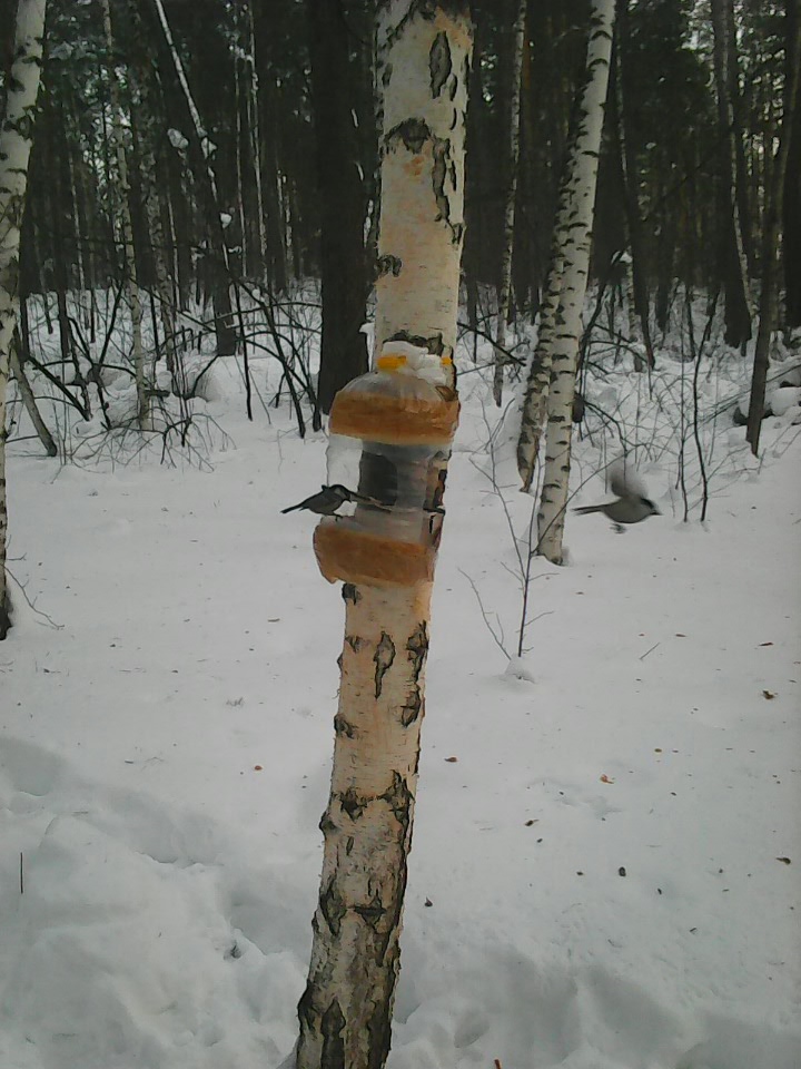 Интересное наблюдение за птицами у кормушки