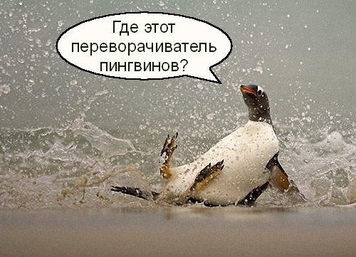 Профессия «Переворачиватель пингвинов». Миф или реальность