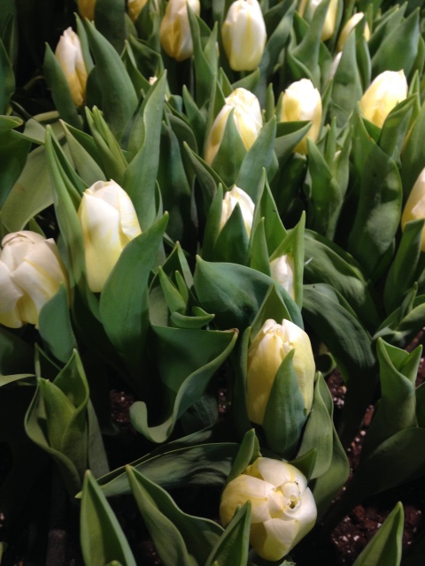 Поздравление с 8 Марта или "Репетиция весны в аптекарском огороде"