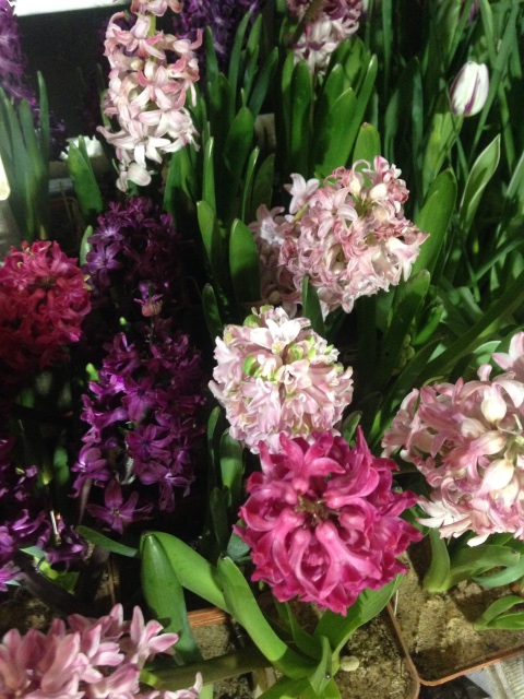 Поздравление с 8 Марта или "Репетиция весны в аптекарском огороде"