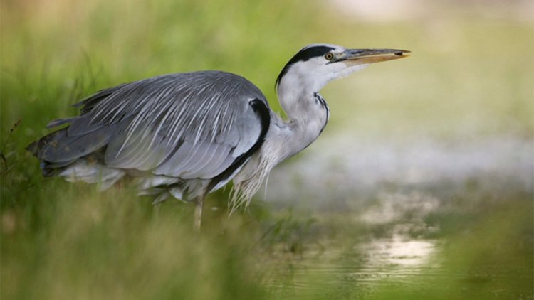 Любителям птиц. Серая цапля Словении