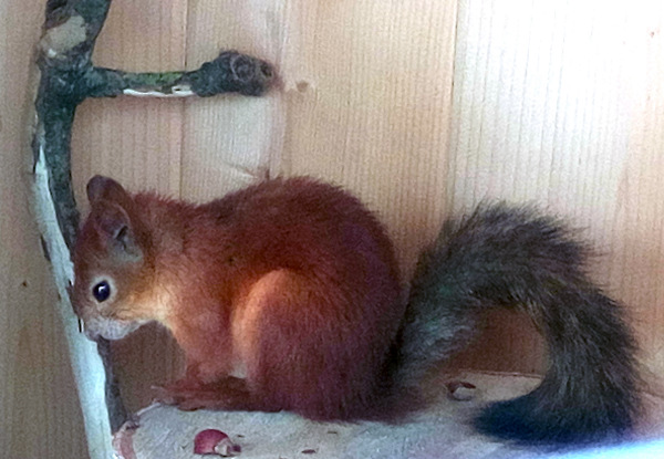 Тинка в экопарке — Куклы и тела Obitsu (Обитсу): 1/6