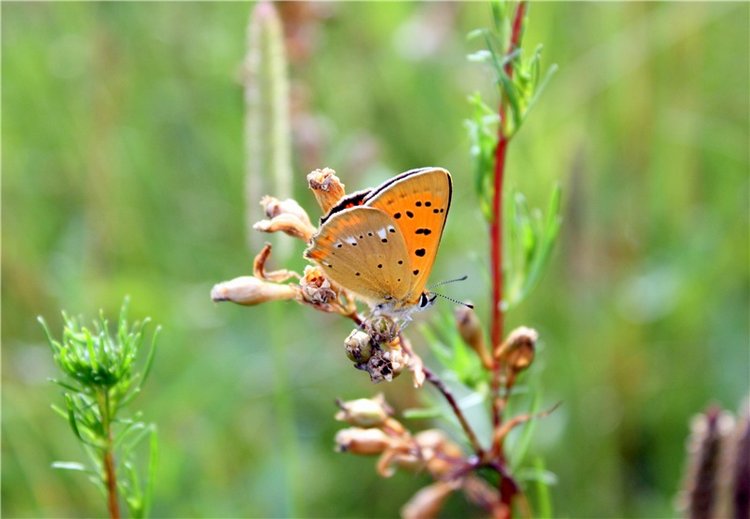 Просто Соня. Уникальные куклы от Сильвии Наттерер | Бэйбики Просто Соня. Уникальные куклы от Сильвии Наттерер