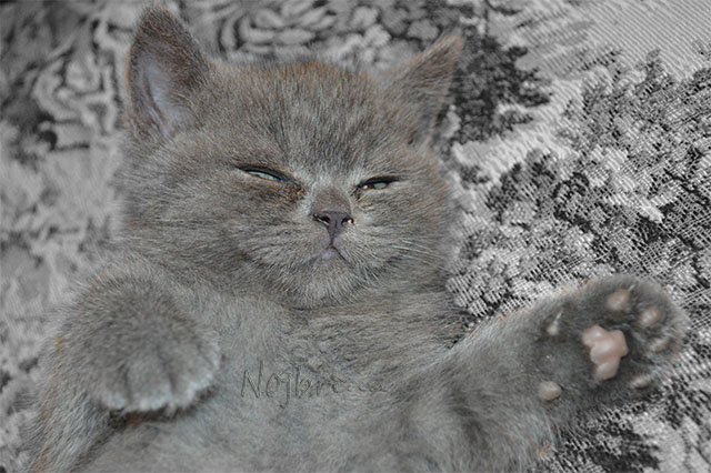 Серый кот. Вихтели Schildkroet (фото 6)