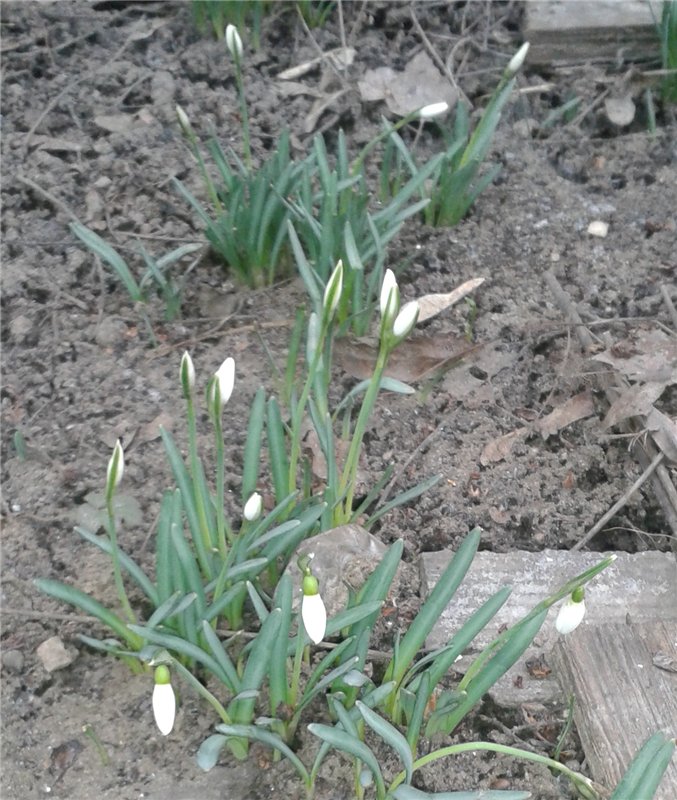 3 года на Бэйбиках (подарок от Ольгуши olala)